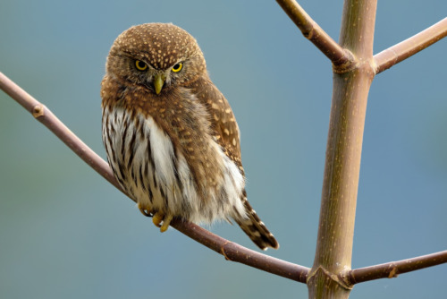 Northern Pygmy Owl