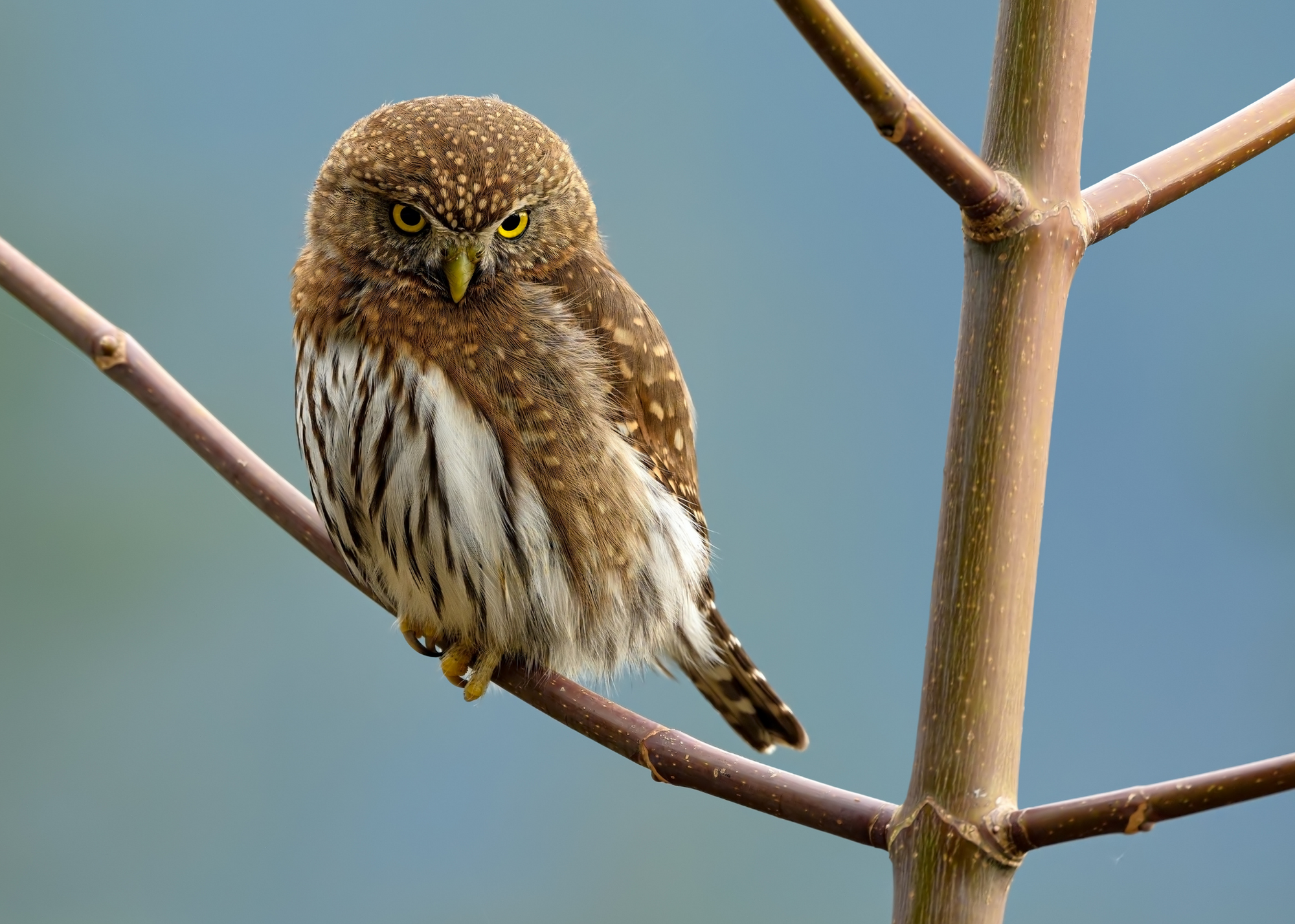Northern Pygmy Owl