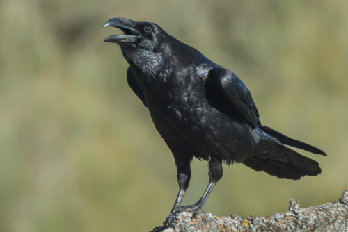 Northern Raven