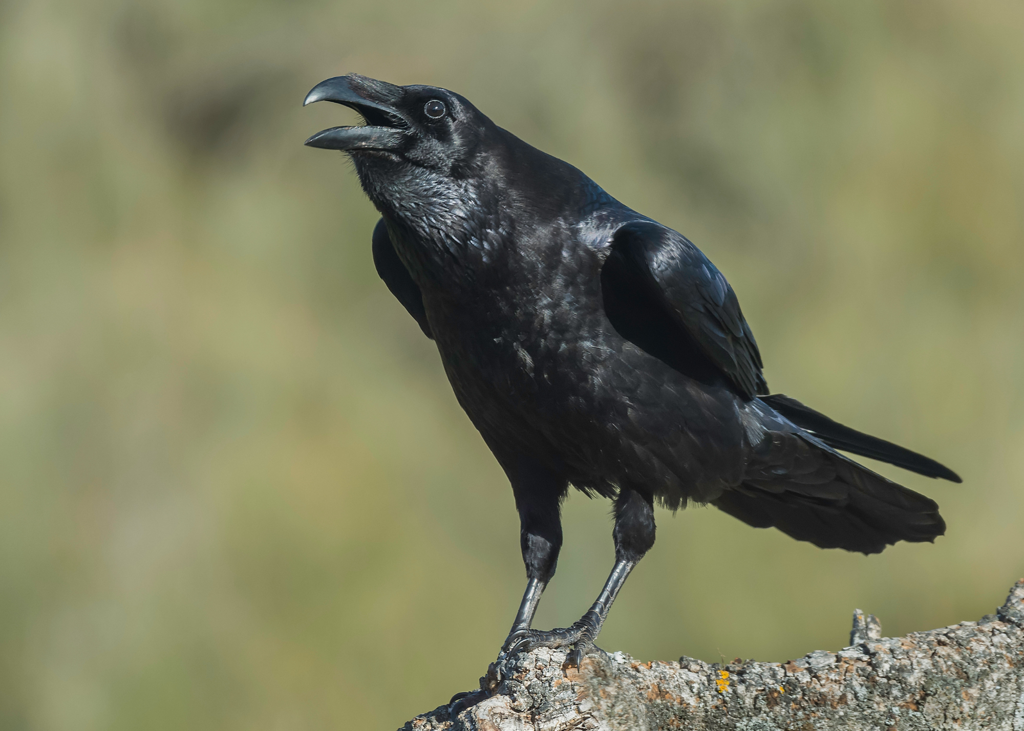 Northern Raven
