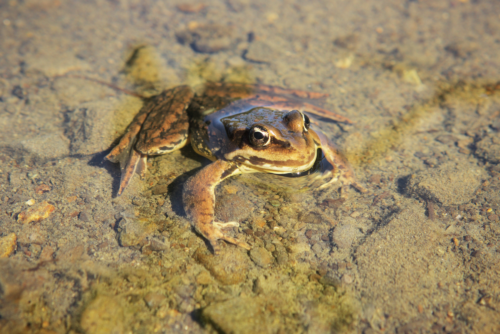 Northern Red-Legged Frog Northern Red-Legged Frog