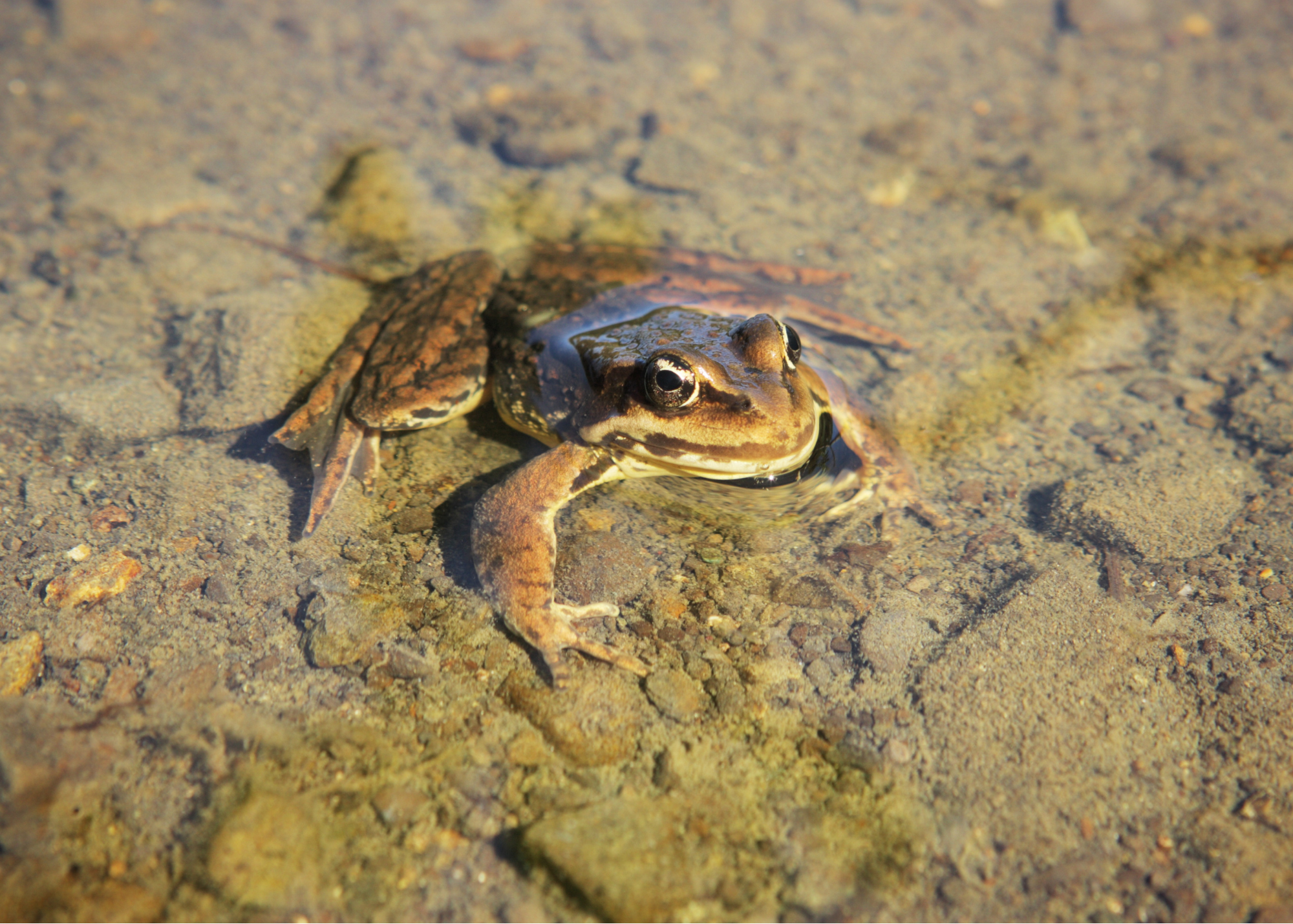 Northern Red-Legged Frog Northern Red-Legged Frog