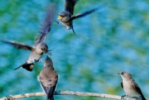 Northern Rough-winged