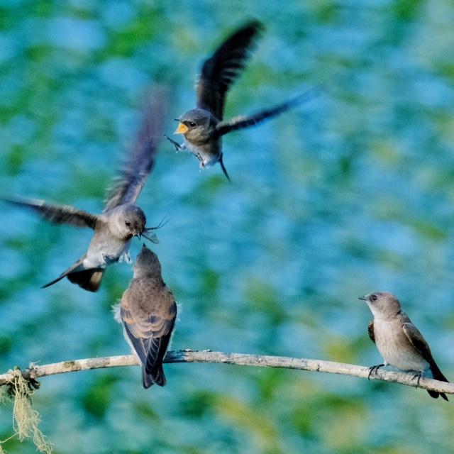 Northern Rough-winged