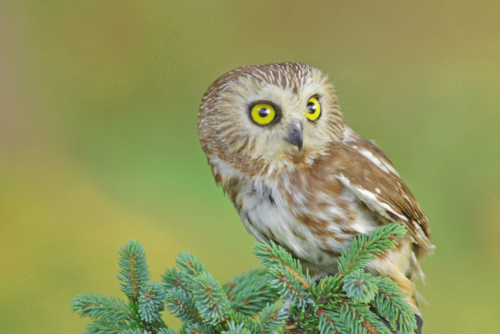 Northern Saw-Whet Owl