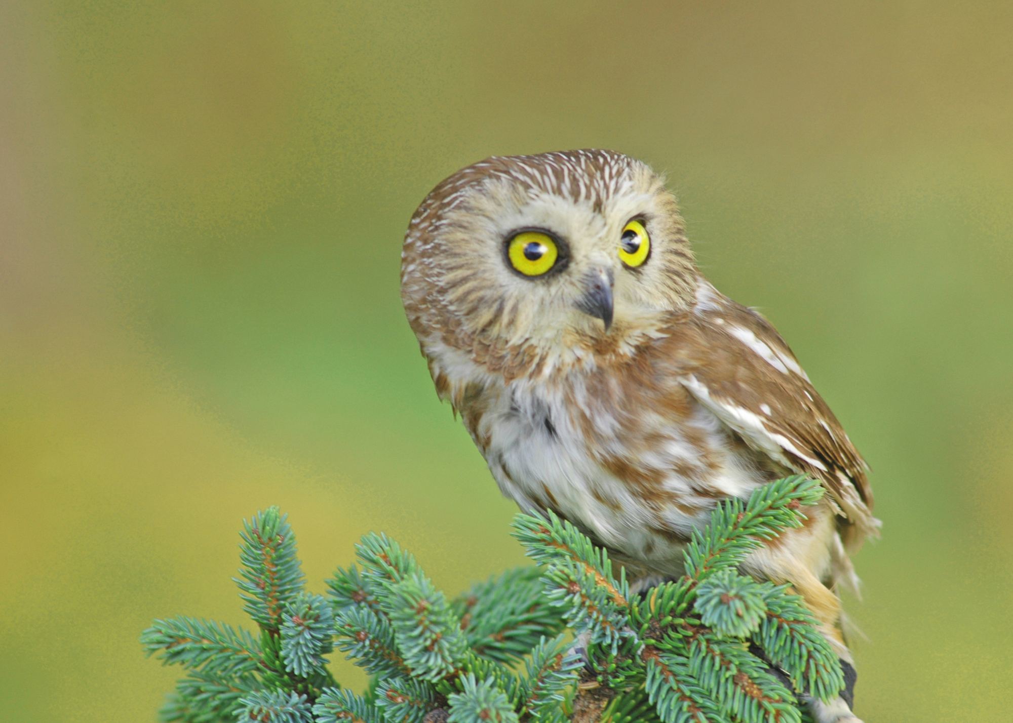 Northern Saw-Whet Owl