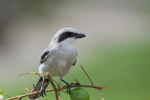 Northern Shrike
