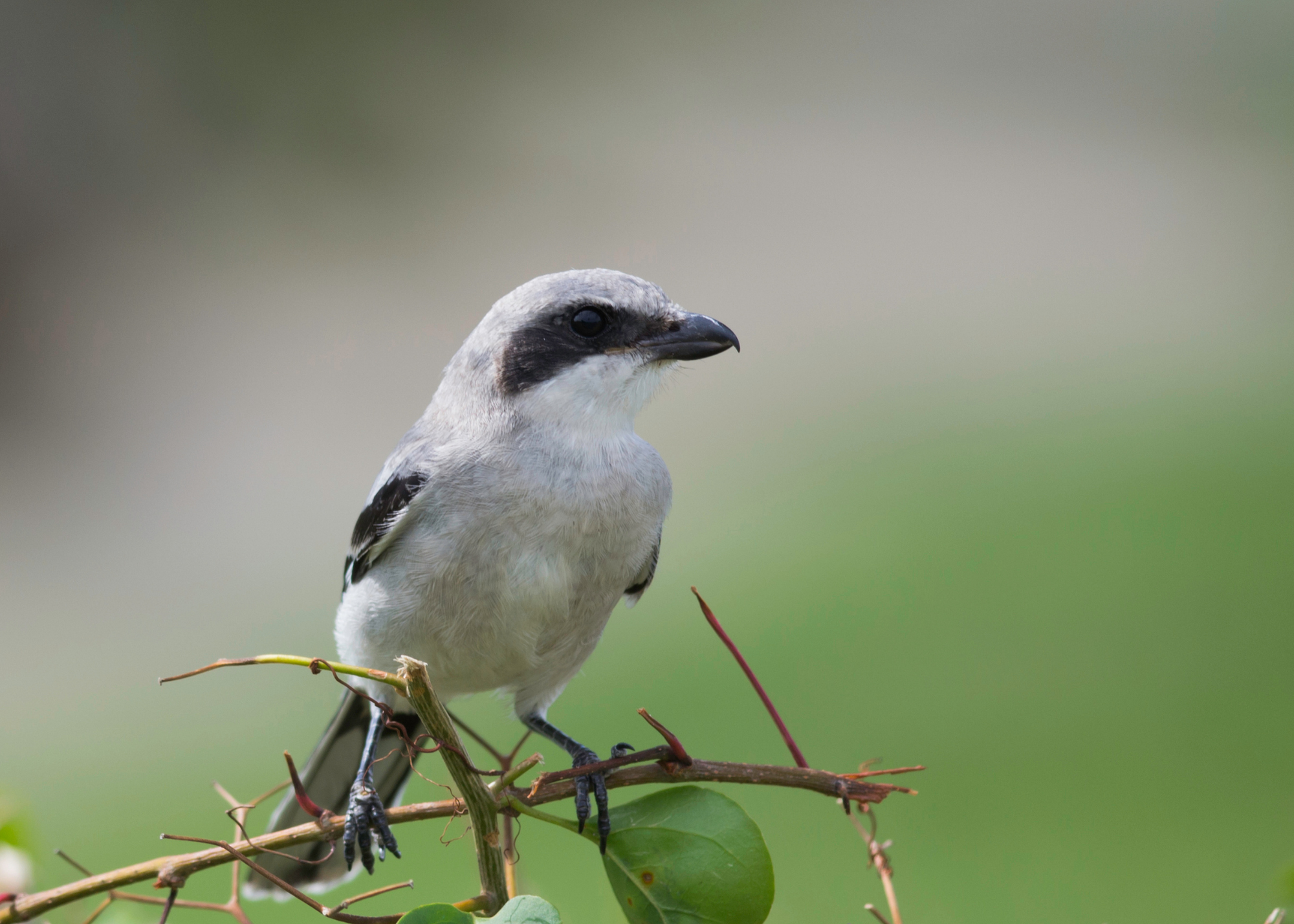 Northern Shrike Northern Shrike