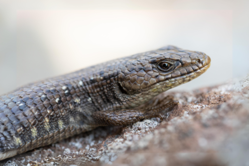 Northwestern Alligator Lizard Northwestern Alligator Lizard
