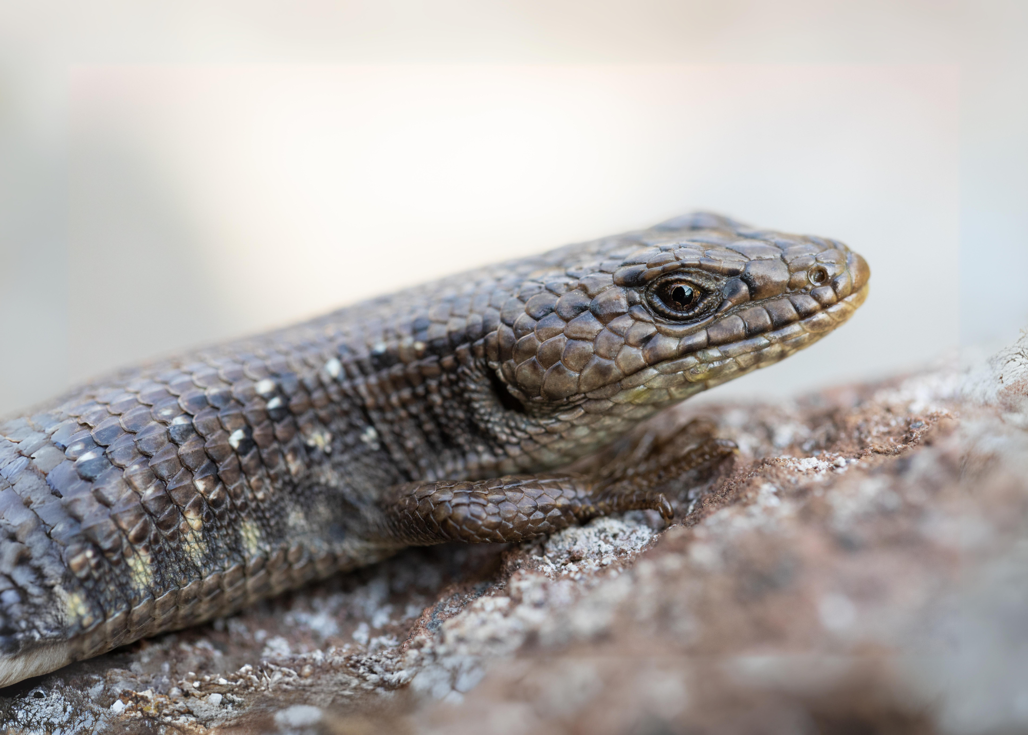 Northwestern Alligator Lizard Northwestern Alligator Lizard