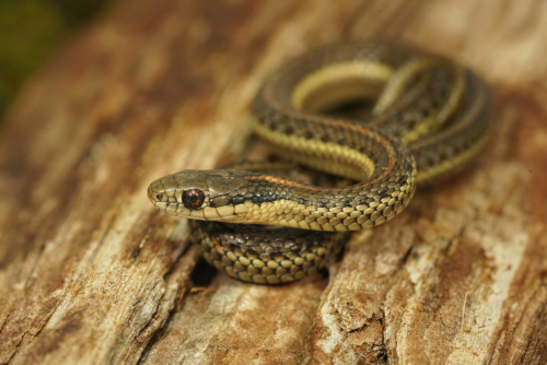 Northwestern Garter Snake Northwestern Garter Snake
