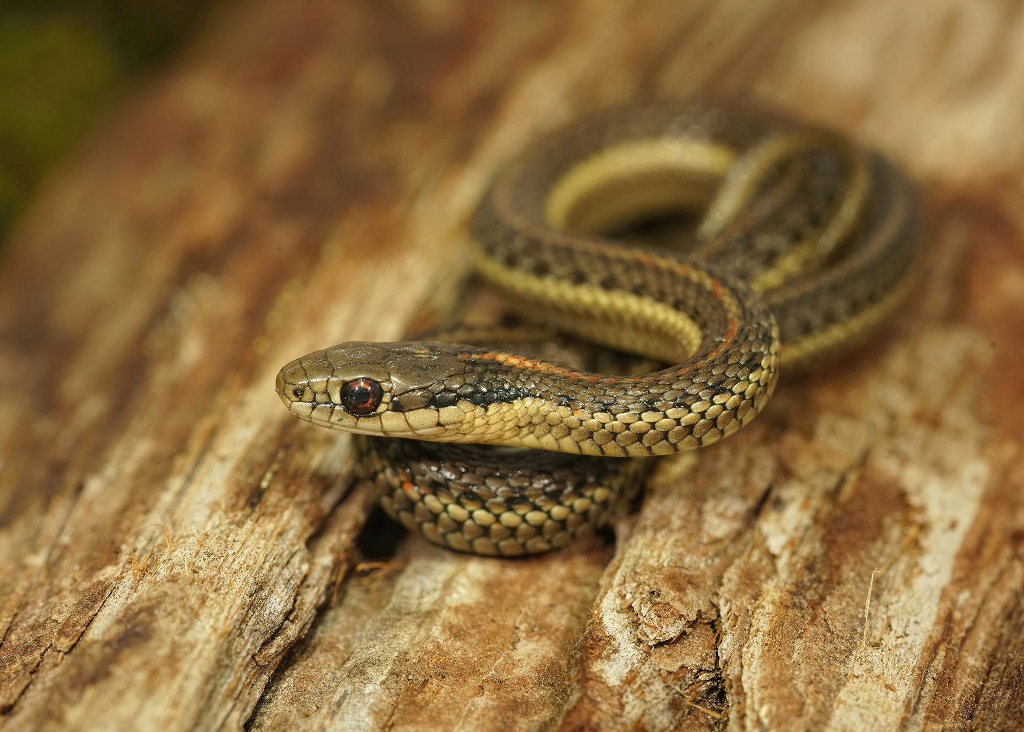 Northwestern Garter Snake Northwestern Garter Snake