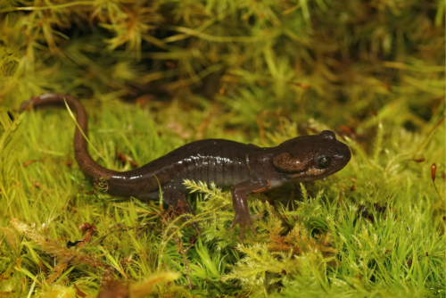 Northwestern Salamander Northwestern Salamander
