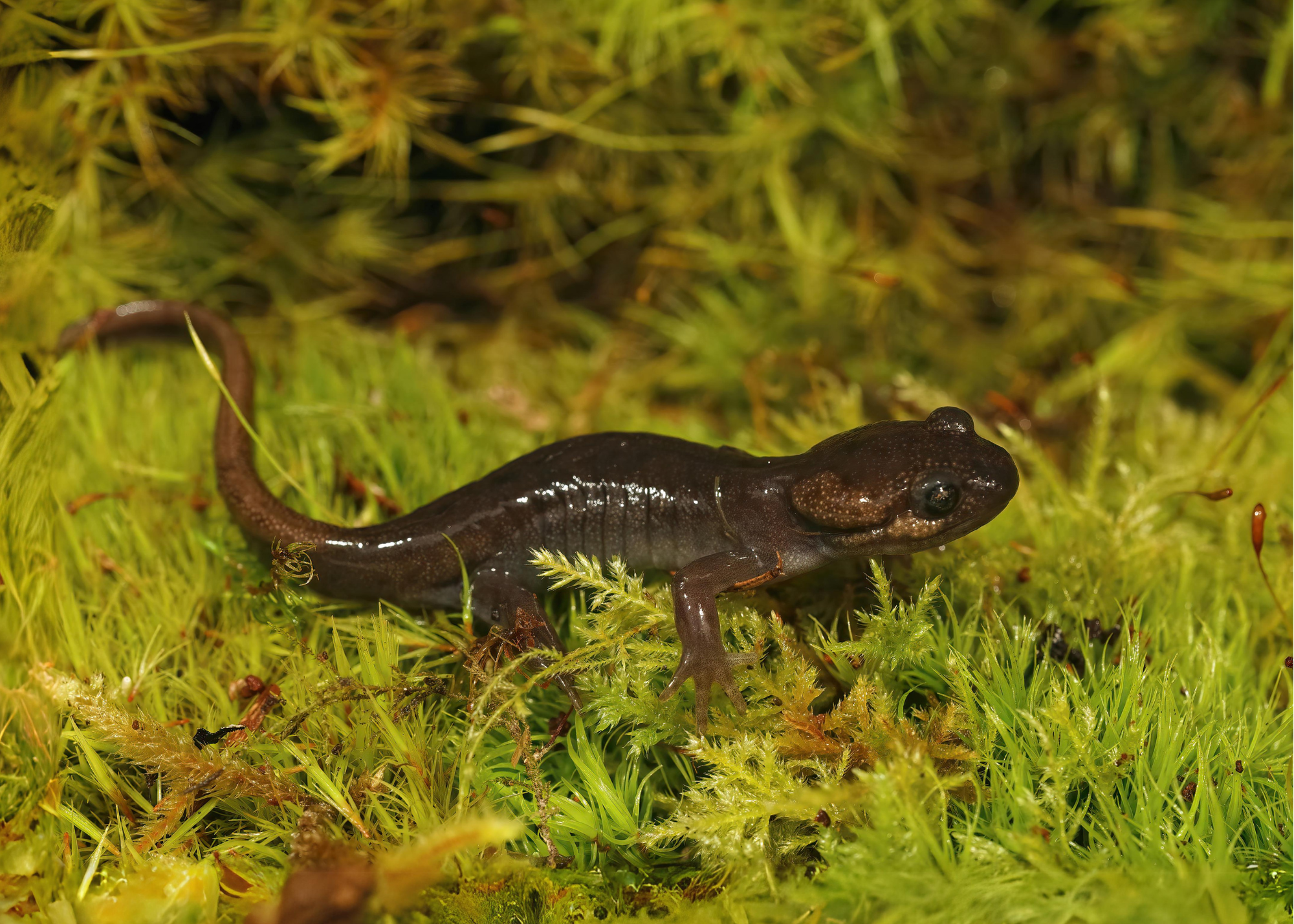 Northwestern Salamander Northwestern Salamander