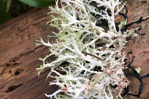 Oakmoss Lichen