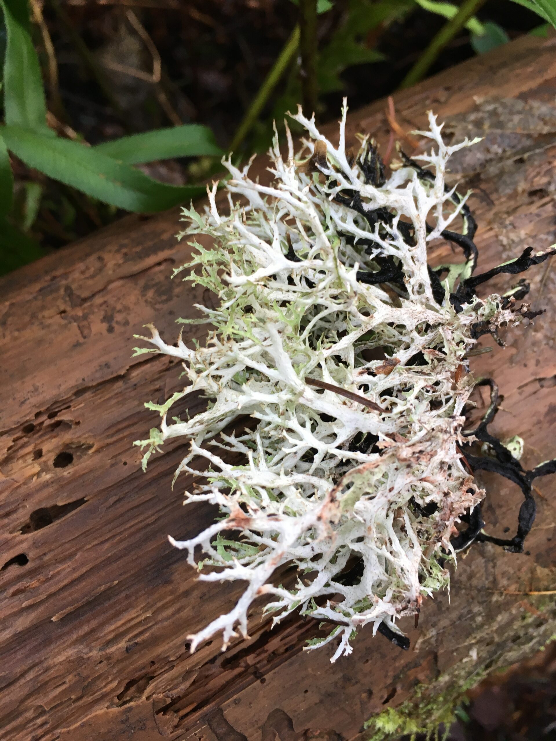 Oakmoss Lichen