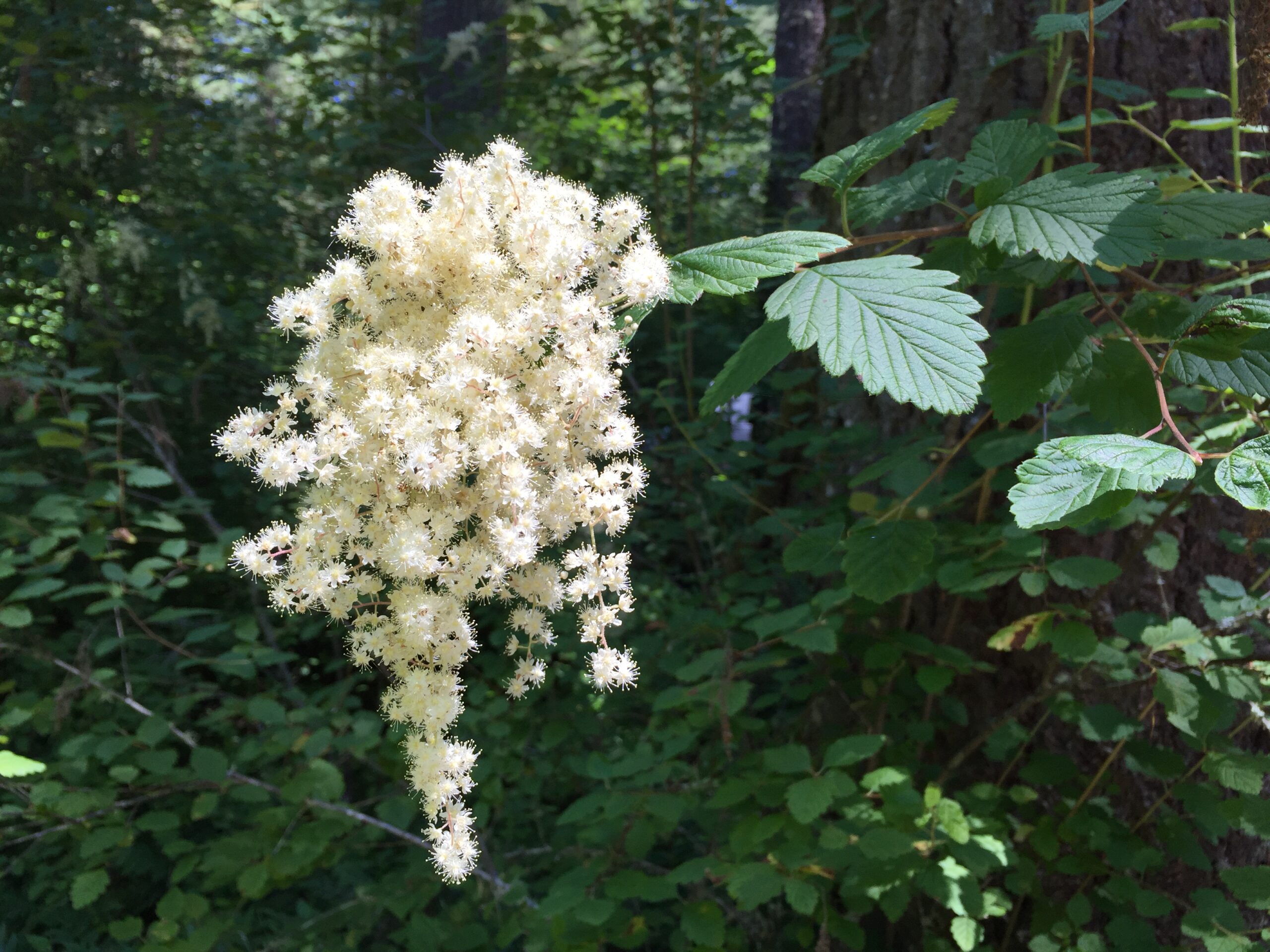 Oceanspray
