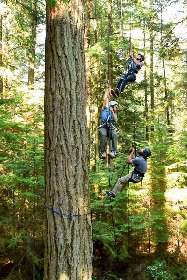 Old-Growth Tree Climbing.jpg