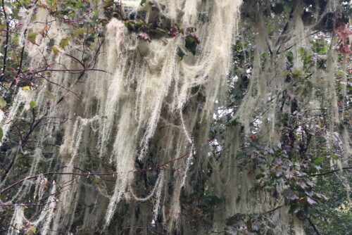 Old Man's Beard Lichen