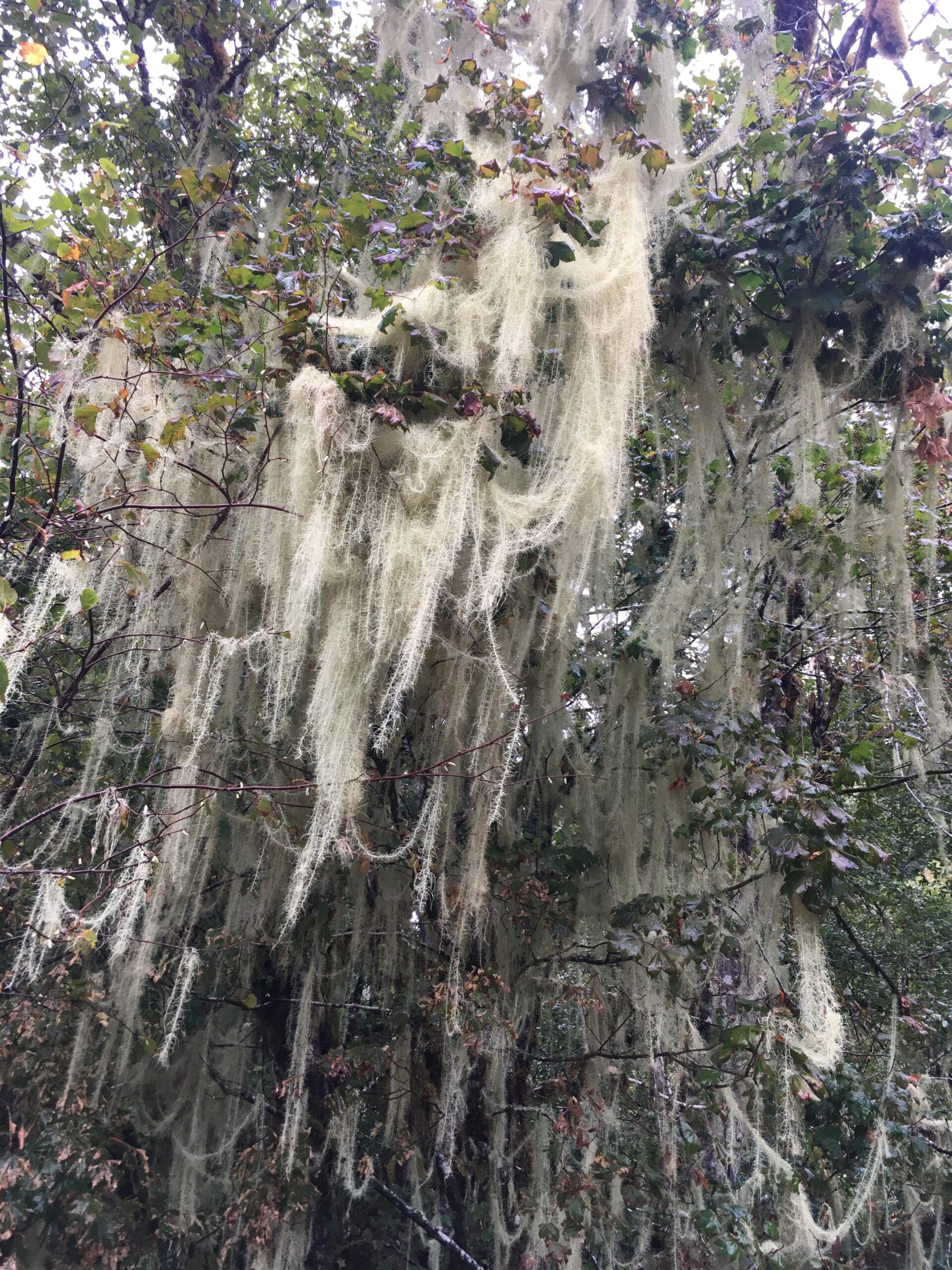 Old Man’s Beard Lichen