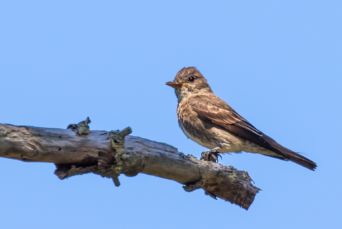 Olive-Sided Flycatcher