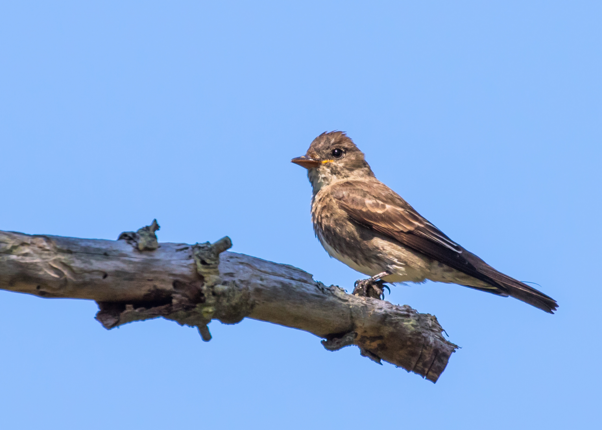 Olive-Sided Flycatcher
