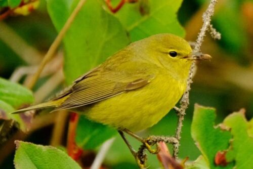 Orange-Crowned Warbler