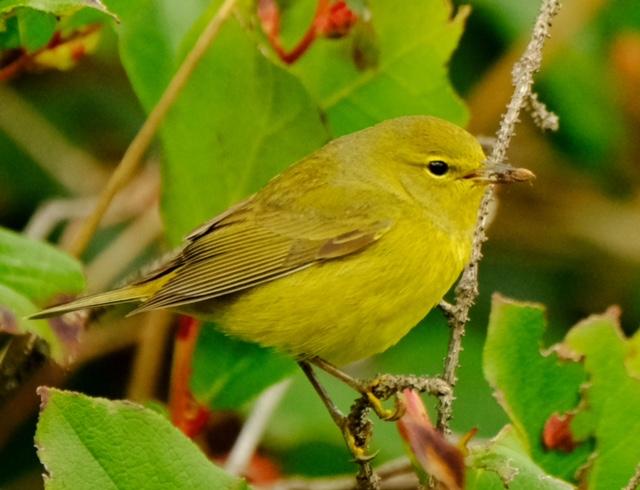 Orange-Crowned Warbler