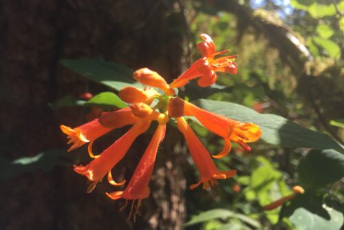Orange Honeysuckle Orange Honeysuckle