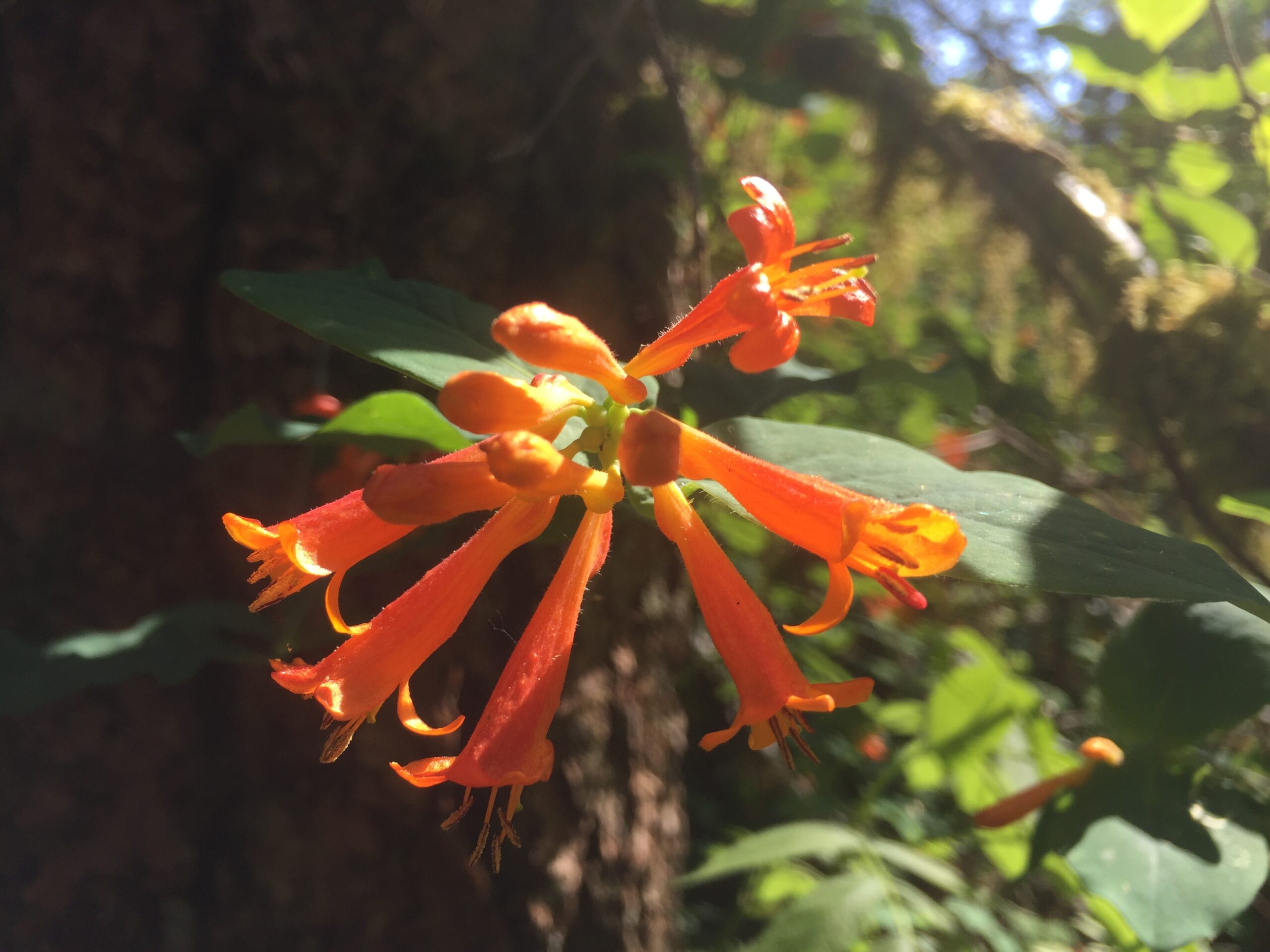 Orange Honeysuckle Orange Honeysuckle