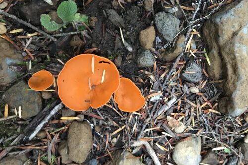 Orange Peel Fungus