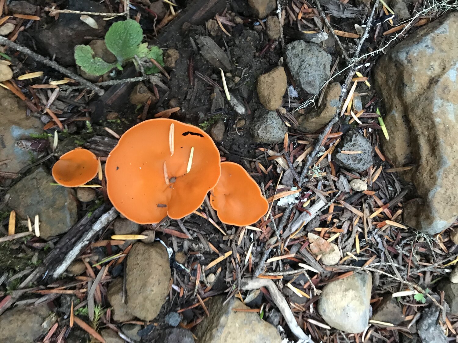 Orange Peel Fungus