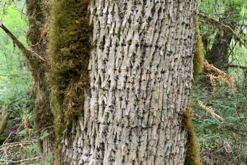 Oregon Ash