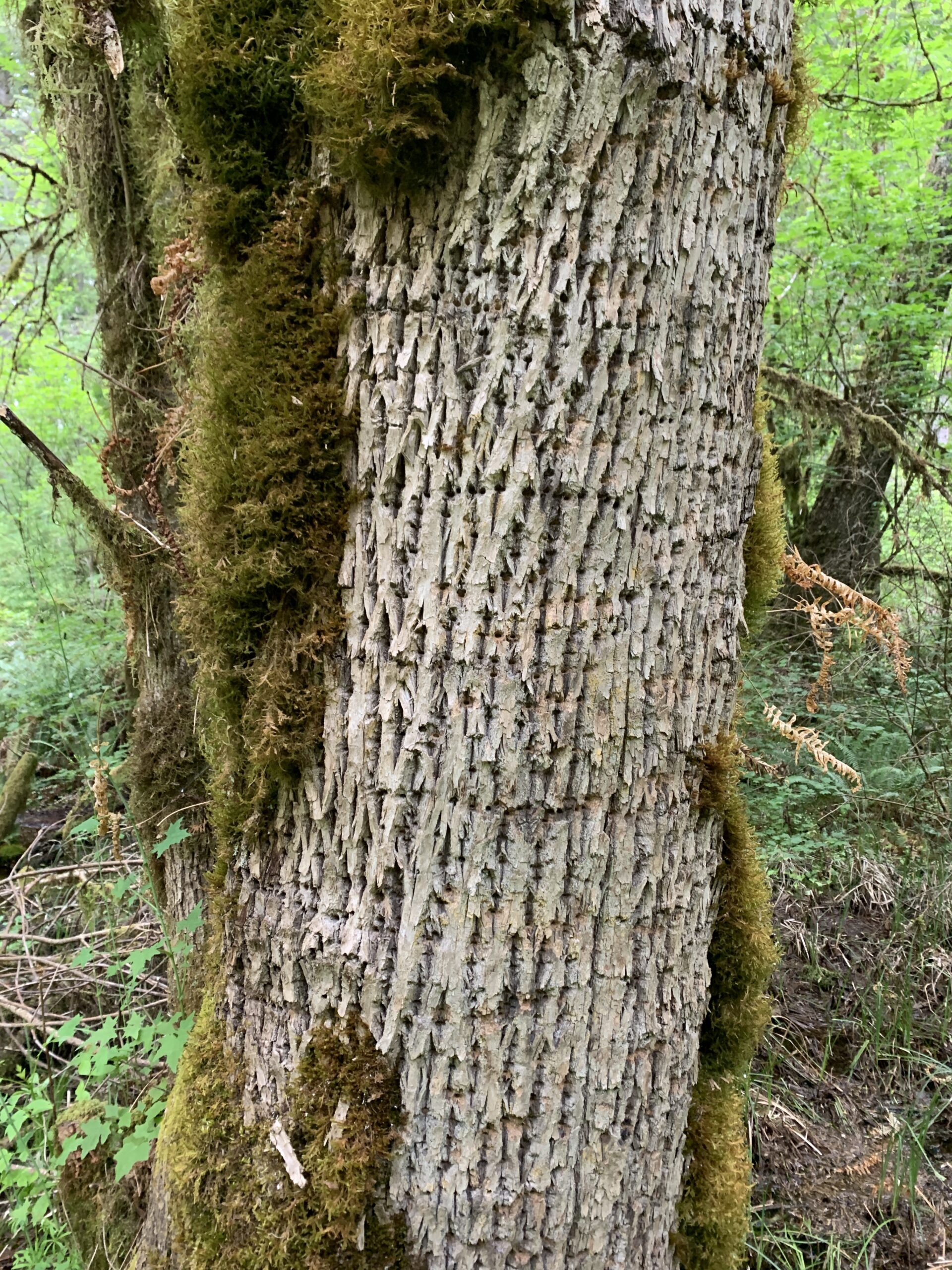 Oregon Ash