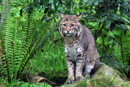 Oregon Bobcat