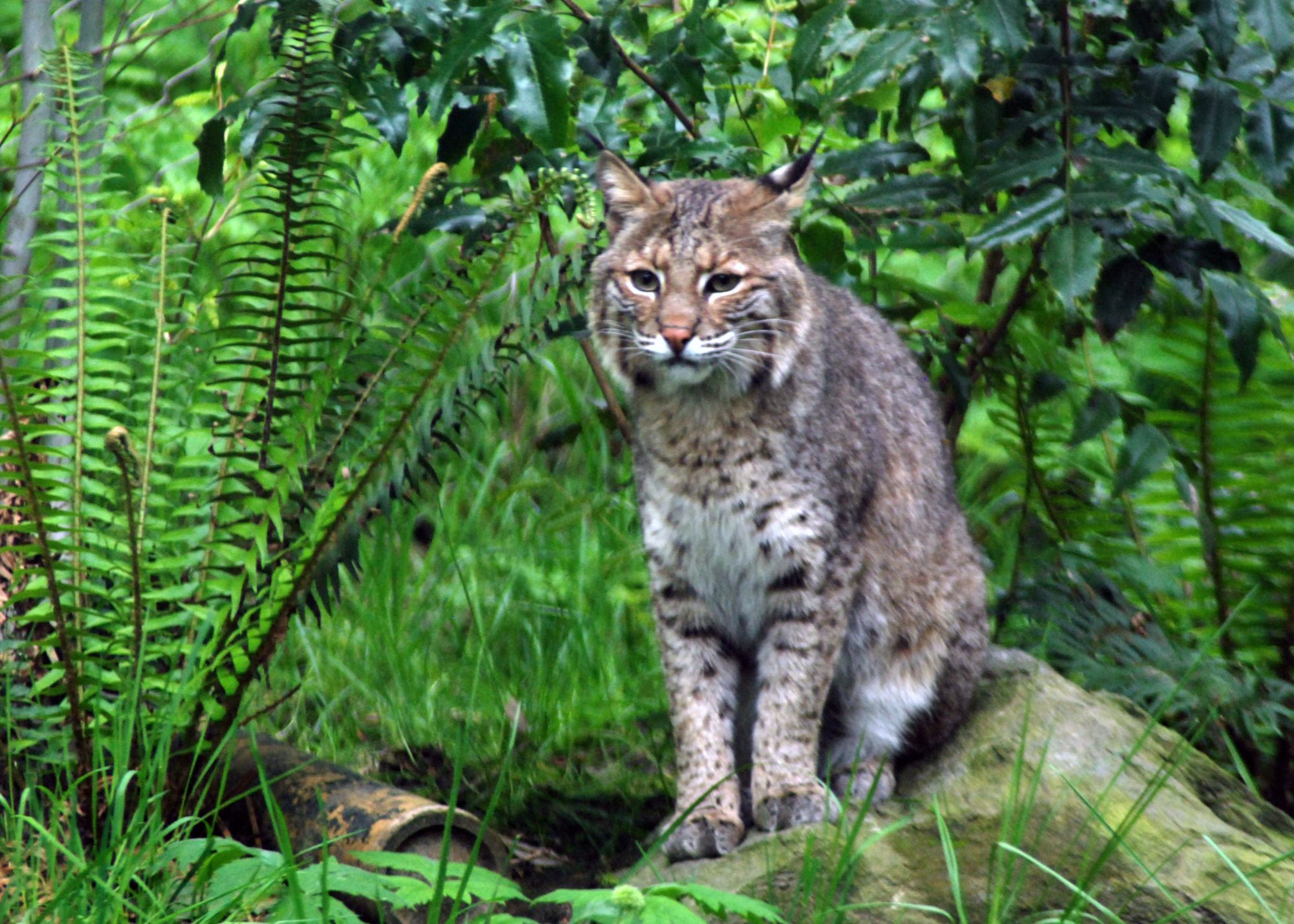 Oregon Bobcat