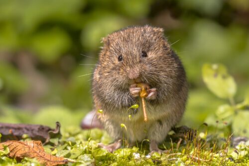 Oregon Creeping Vole
