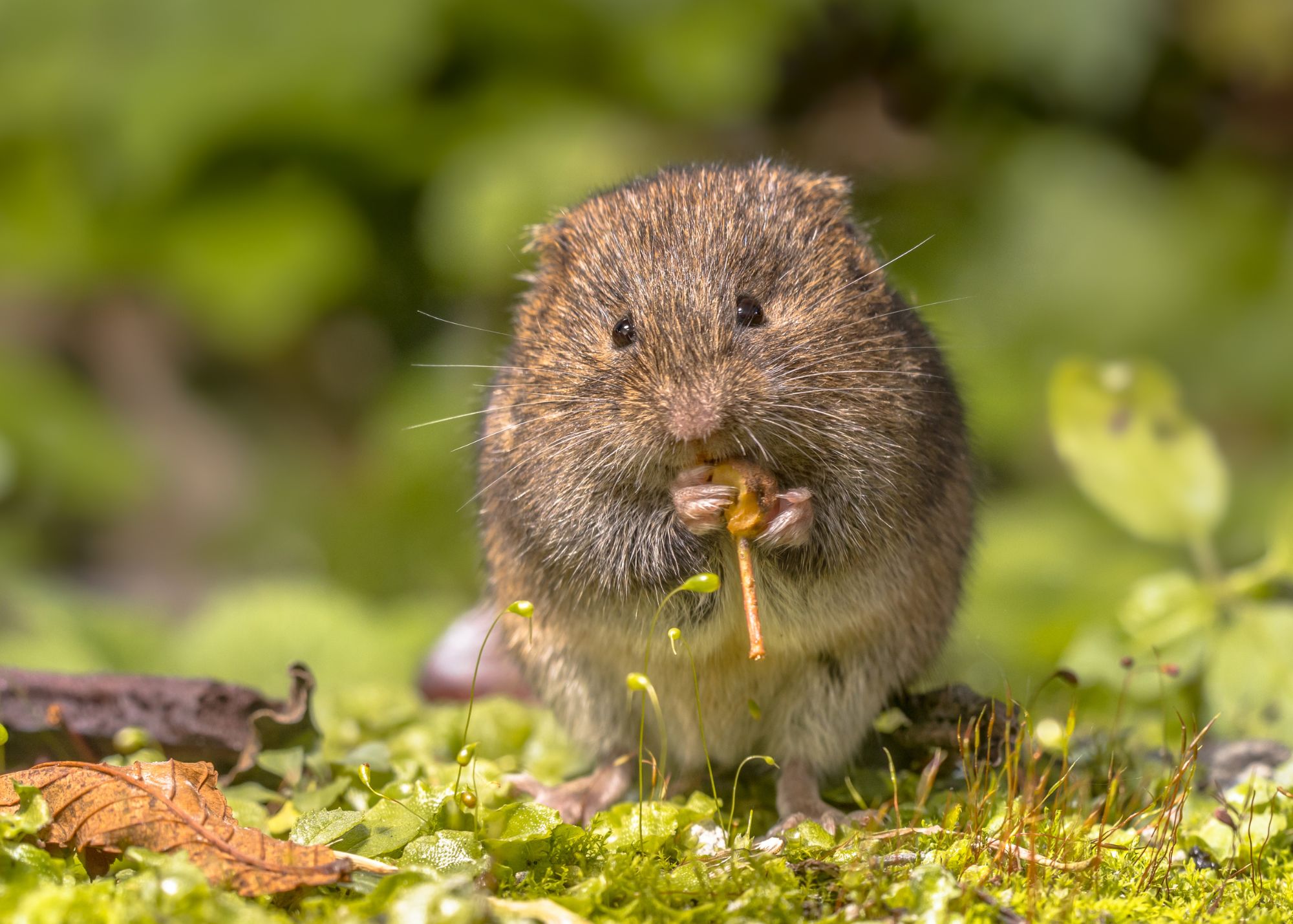 Oregon Creeping Vole Oregon Creeping Vole