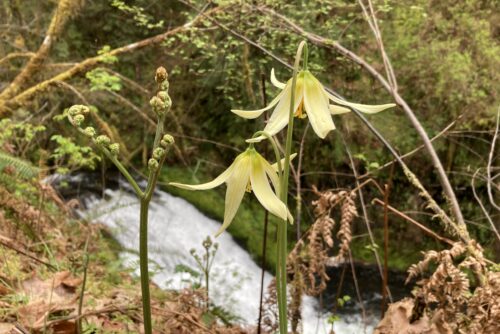 Oregon Fawn Lilly Oregon Fawn Lilly