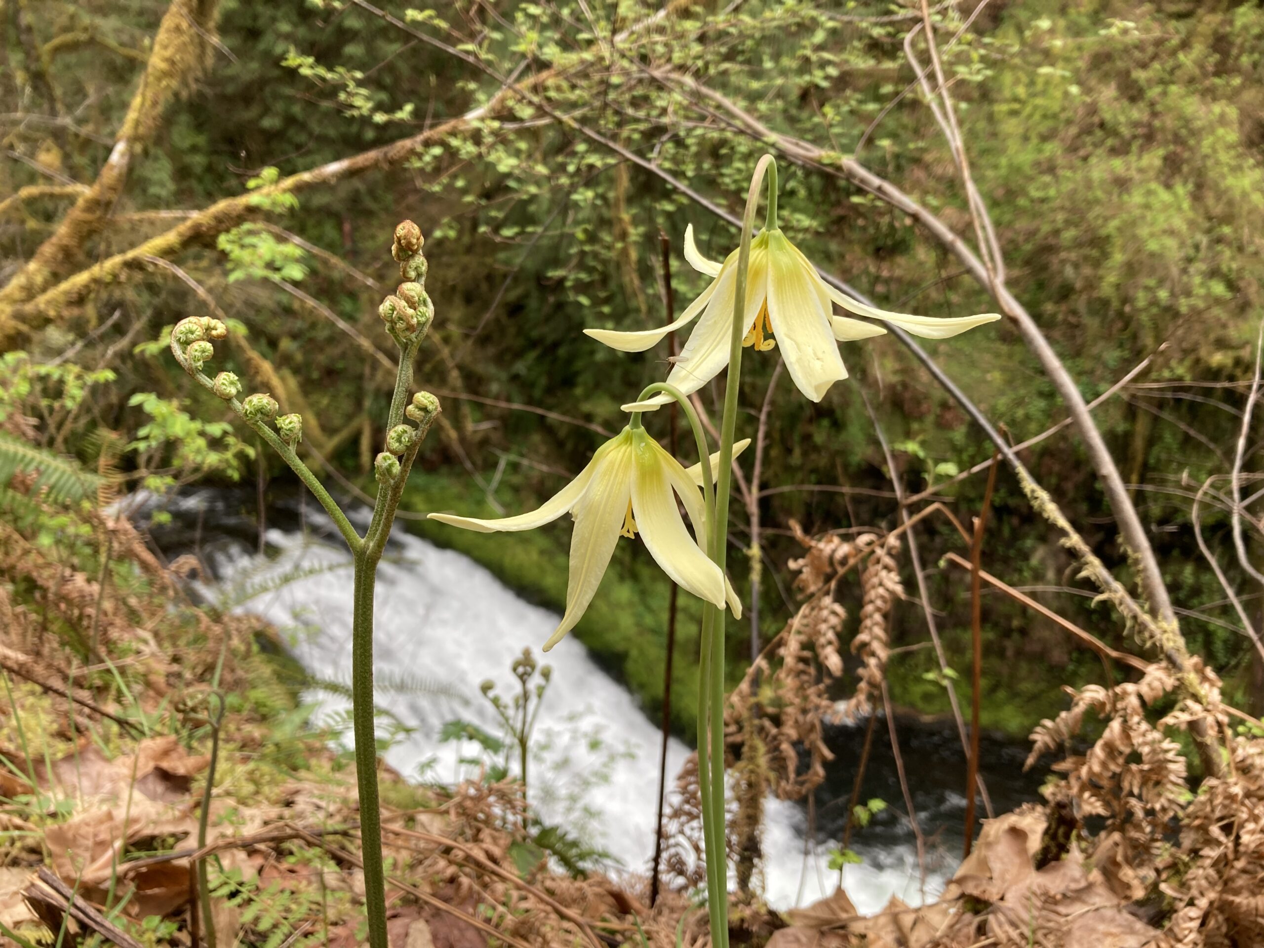 Oregon Fawn Lilly