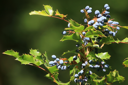 Oregon Grape