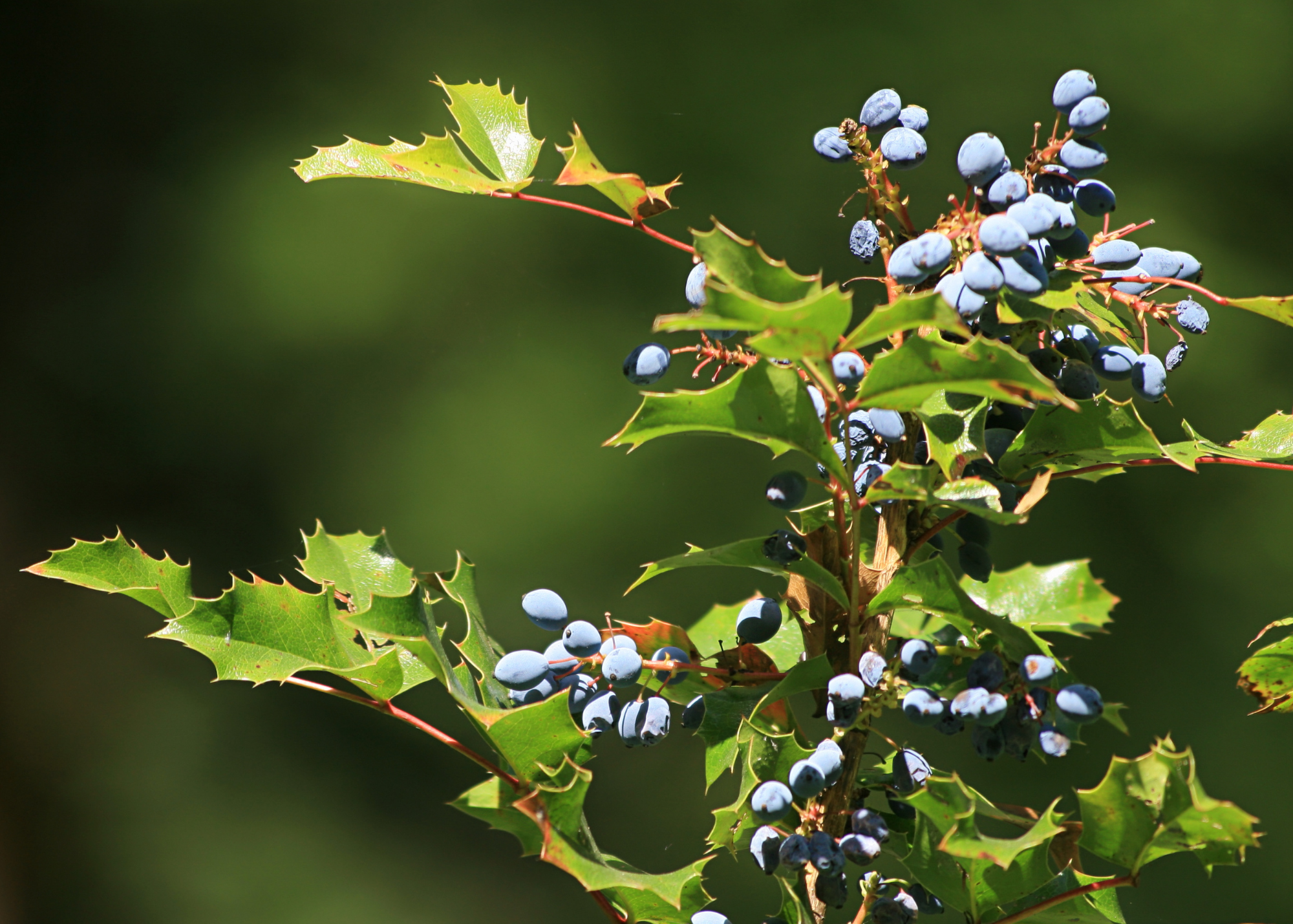 Oregon Grape