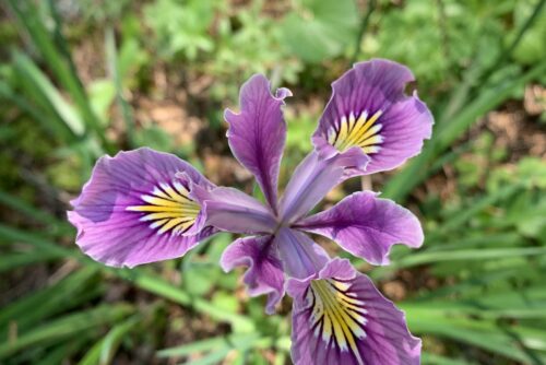 Oregon Iris Oregon Iris