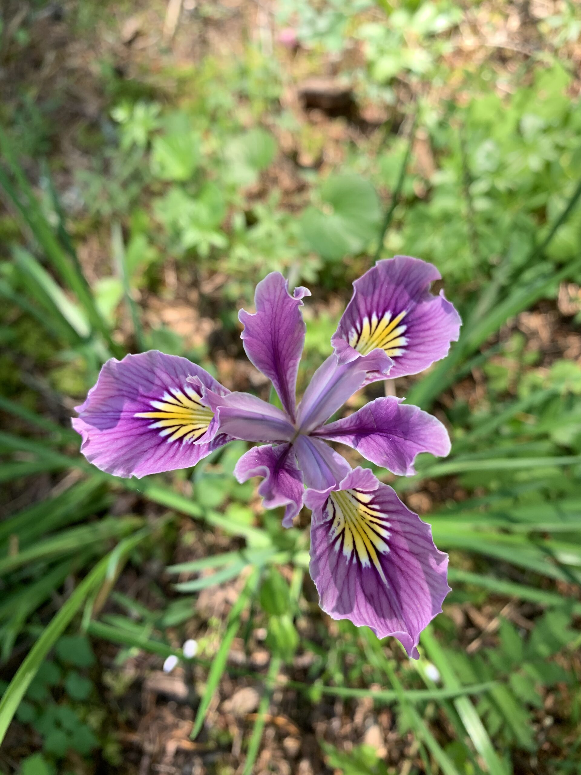 Oregon Iris