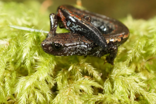 Oregon Slender Salamander Oregon Slender Salamander