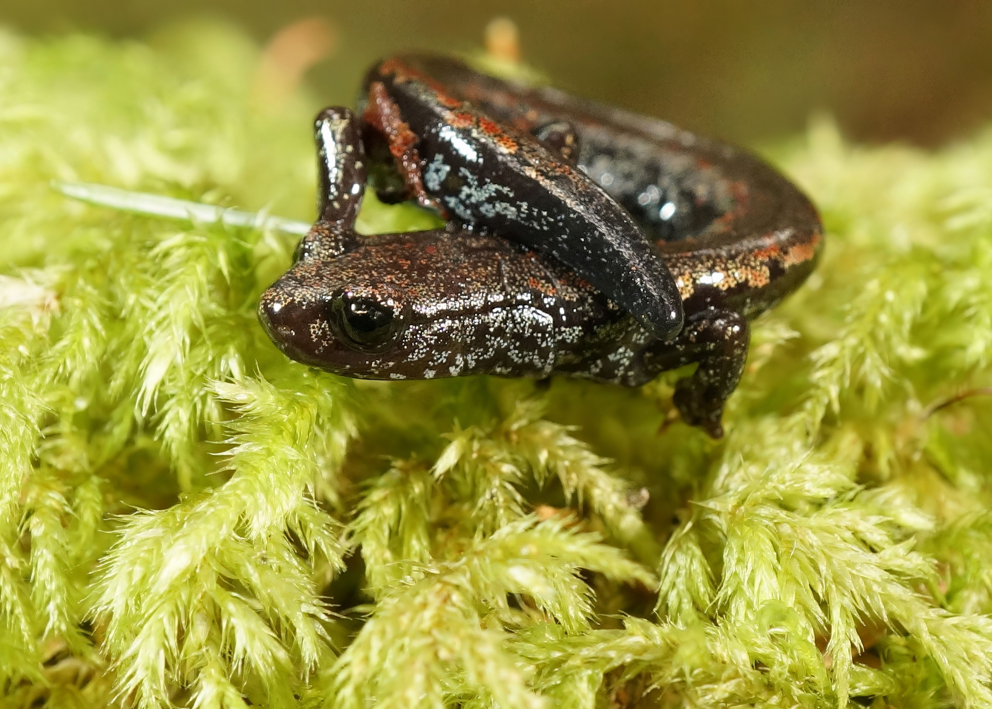 Oregon Slender Salamander