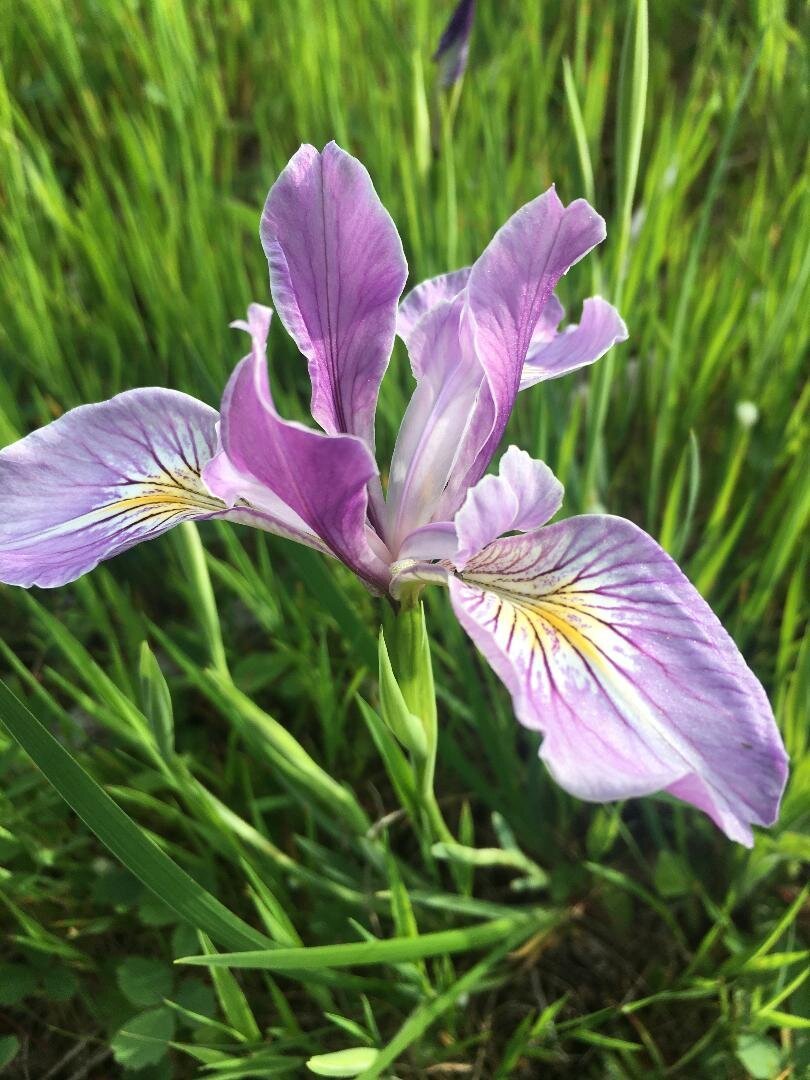 Oregon iris