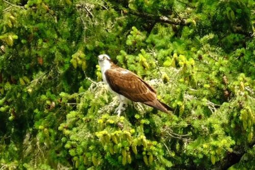 Osprey