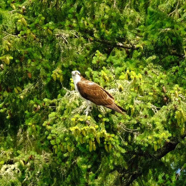 Osprey