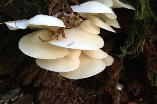 Oyster Mushroom